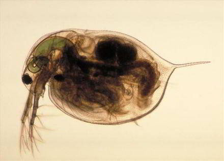 Рачок Daphnia magna