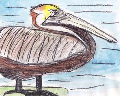 This is a brown pelican drawn by Olivia Bouler