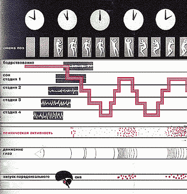 стадии сна