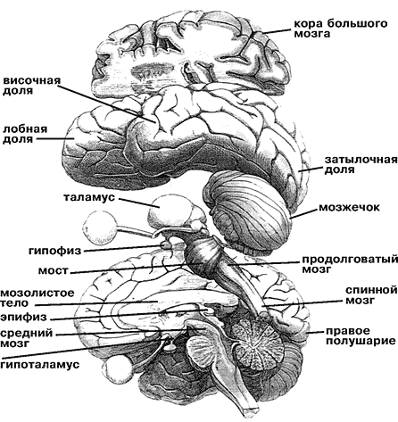 Общая схема строения мозга и его фрагмент