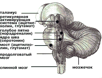 Общая схема строения мозга и его фрагмент