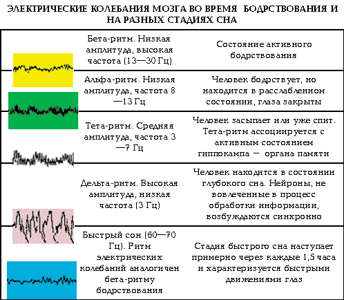 Стадии сна