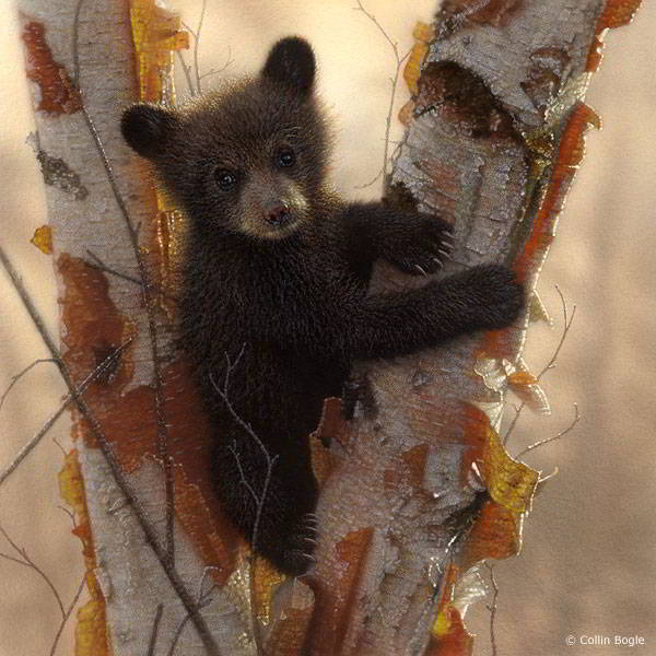 curious cub