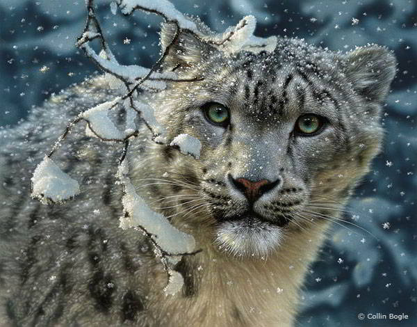 snow leopard