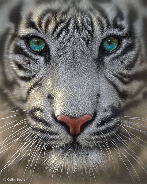 white tiger